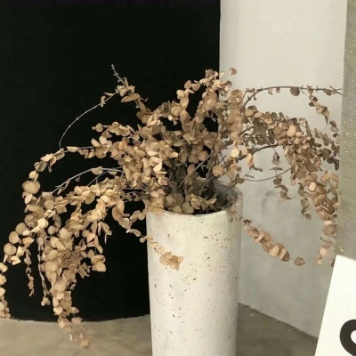 兽设萌新入门指南兽圈社群